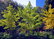 new england fall foliage new england fall foliage