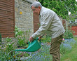 senior ciitizen watering the garden senior ciitizen watering the garden
