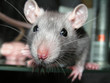 rat