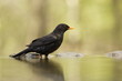 amsel amsel