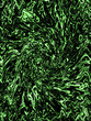 green plasma
