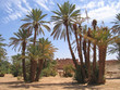 desert oasis with palm trees, zagora, draa valley, morocco