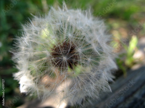 Photo: flower flower