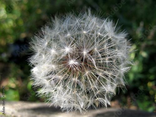 Photo: blume blume