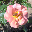 Bee in a Pink Rose