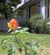 rosebud to the side
