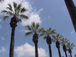 row of palm trees