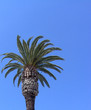 lonely palm tree