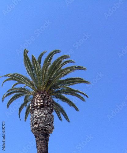 Photo: lonely palm tree lonely palm tree