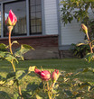 rosebuds at sunset