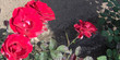 red roses to the side