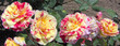 carnations in a row