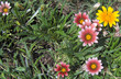 flower background 1