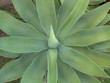 succulant plant 2