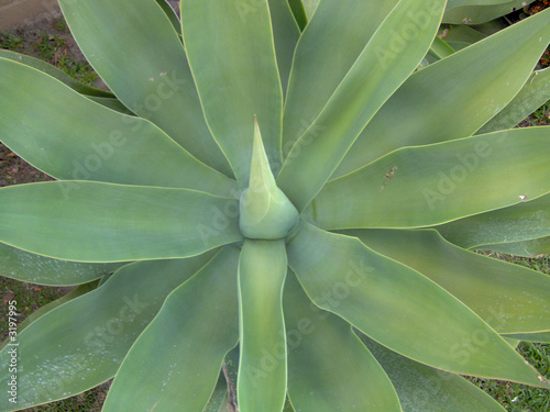 Photo: succulant plant 2 succulant plant 2