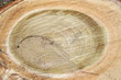sawed tree