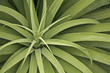 cactus leaves cactus leaves