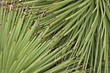 cactus spikes cactus spikes