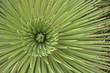 spiral cactus spikes spiral cactus spikes