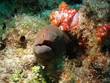 murène javanaise aux maldives