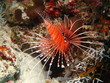 rascasse: poisson diable aux maldives