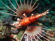 rascasse volante: poisson diable des maldives