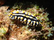 nudibranche phyllidie tricolore: phyllidia arabica