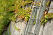 echelle