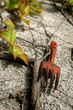 griffe de jardinage