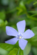 periwinkle periwinkle