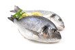 dorada fish