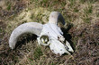 sheep skull