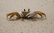 sand crab