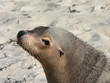 sealion