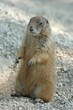 prairie dog