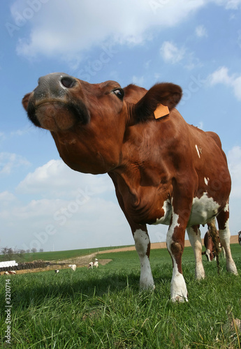 Photo: stretching cow stretching cow