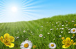 prairie paquerette bouton d'or soleil