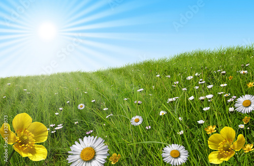 Photo: prairie paquerette bouton d'or soleil prairie paquerette bouton d'or soleil