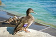 duck