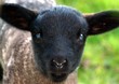 cute lamb
