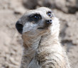 meerkat study