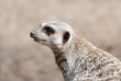meerkat profile