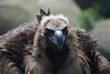 vulture chick