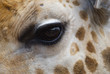 giraffe eye giraffe eye