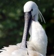 spoonbill