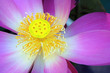 water lily