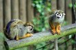 singe singe