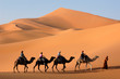 camel caravan in the sahara desert camel caravan in the sahara desert