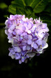 the flower ii