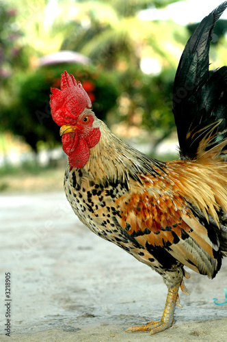 pride of a cock ii